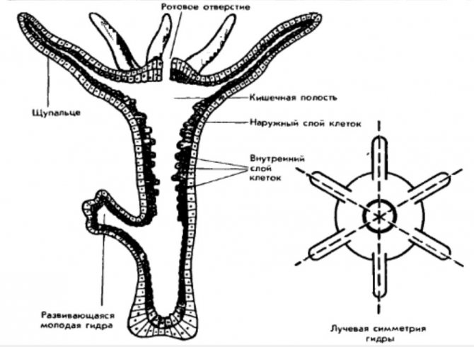 Kra37.cc